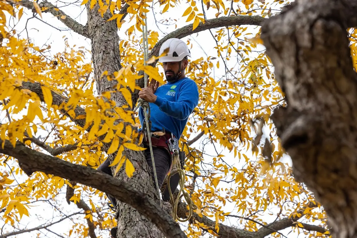 Skilled Tree Planing crew working in Moore