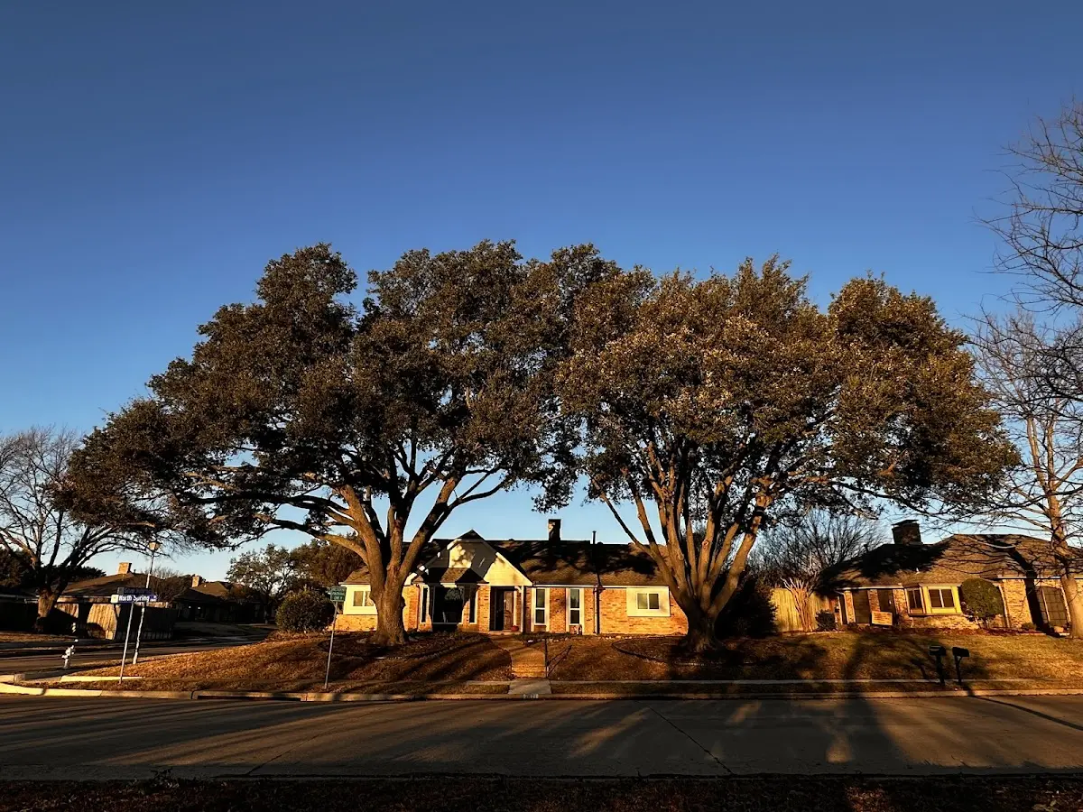 Established residential canopy tree shading a home in Moore